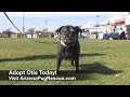 Otis - Available for Adoption from the Arizona Pug Adoption & Rescue Network Otis - Available for Adoption from the Arizona Pug Adoption & Rescue Network