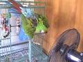 Fo the Military Macaw - Flying