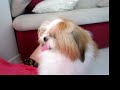 かわいい犬動画
