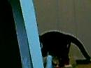 Oreo-the cat who fetches!