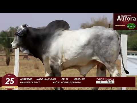 4� De Olho na Fazenda - NELORE AURORA participa��o Chico Paulic�ia