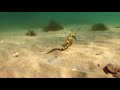Sea Horse