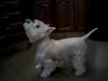Mi Perrita