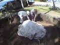 Hawaiian Pig Roast Hawaiian Pig Roast