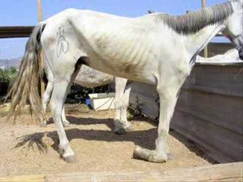 زب اسود