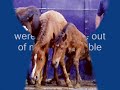 Horse  Mule  Donkey and other rescues