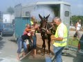 Horse  Mule  Donkey and other rescues