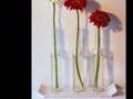 Pétalas - Alceu Valença
