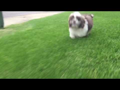 Cooper loves to play in the grass after an afternoon nap