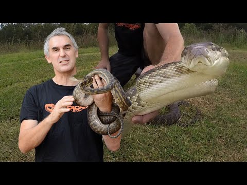 YouTube reptile video