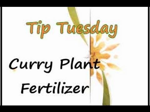how to fertilize tulsi
