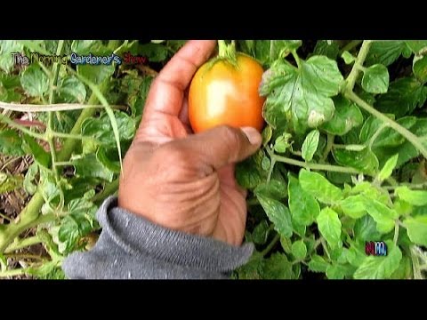 how to grow achacha from seed