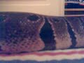 Devora, The Python!