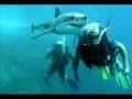 Phuket dive shnark Phuket dive shnark