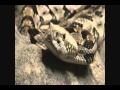 Snake!