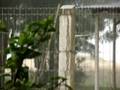 Chuva no alpendre de Agosto