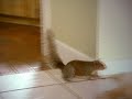 Lord & Lasker - Cox - Talented Squirrel Lord & Lasker - Cox - Talented Squirrel