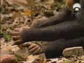 LA CULTURA DE LOS CHIMPANC�S