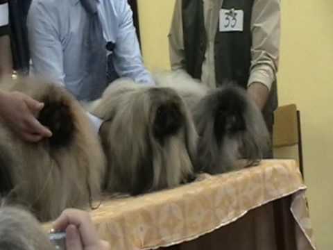 pekinese