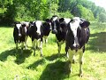 les vaches