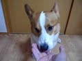 Goro@Welsh corgi 20080929 nose trick[hand signal]