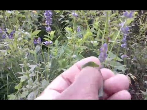 how to harvest hyssop