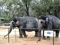 Indian Jone Bannerghatan el�inpuistossa 2