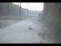 Worst Hunter vs. Dumbest Deer: Guess Who Wins