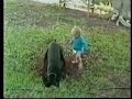 Funny dogs Funny dogs