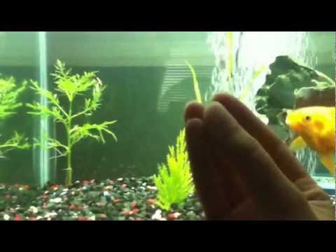 how to cure swim bladder