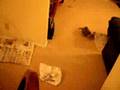 Kittens vs. Newspaper