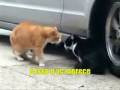 DR = Gatos Discutindo a Relação
