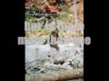 Urban Legends Video: The Big Foot Legend