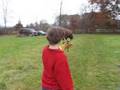 videos de Falconry: Hawk Landing