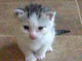 Two stray kittens
