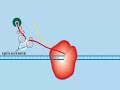 Lodish et al 2000 Gene Expression