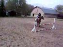 sniffer jumping