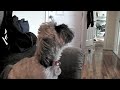 SHIH TZU SINGIN\