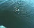 DELAWARE RIVER PLUNGE