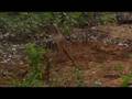 Impala fawn steps into the world