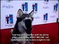 Shaggy Dog DVD Premiere Party - The Shaggy Dog - Flixster Video