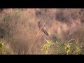 Giant Hummingbird Giant Hummingbird