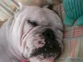 Bulldog ingles  pirineo