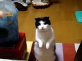 ちょうだいをする猫２