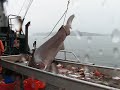 Short Clip of Six gill shark release Short Clip of Six gill shark release