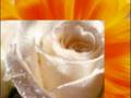 QUELQUES BELLES FLEURS !!!!