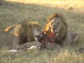 Lions-hyenas-Jackals interaction 1