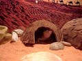 leopard geckos eating crickets