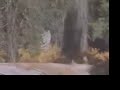Sierra Bigfoot