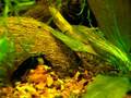 Apistogramma agassizii Rio Tefe female brooding